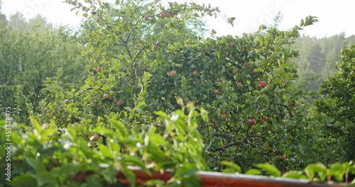 green lush blooming garden with apple trees in summer during the rain through the sunlight.view from the balcony on the dense greenery through a sunshower.meteorological phenomenon: rain falls while