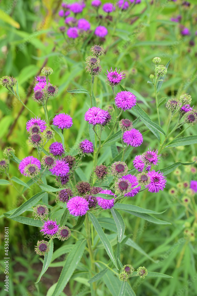 Vernonia arkansania au jardin en été Vernonia arkansania au jardin en été