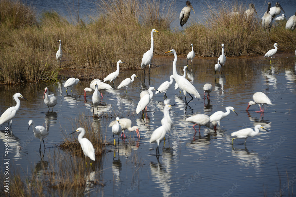 BIRDS- Florida- Overview of a Large Group of Various Reflected Wading Shore Birds