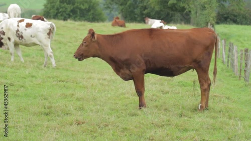 brown cow grazing in a field and turning its head towards the camera
