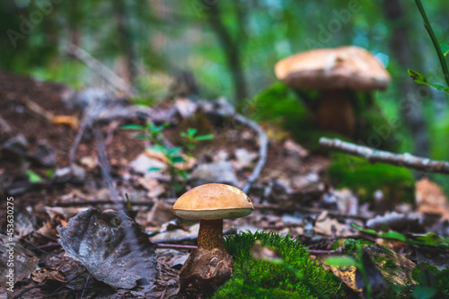 an inedible mushrooms near an anthill