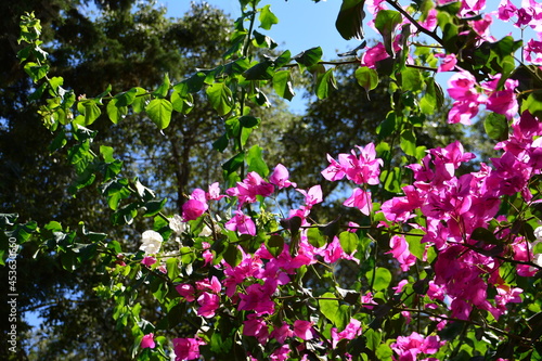 Canvas Print pink and purple flowers of bougainvillaea plant with green leaves on blue sky ba