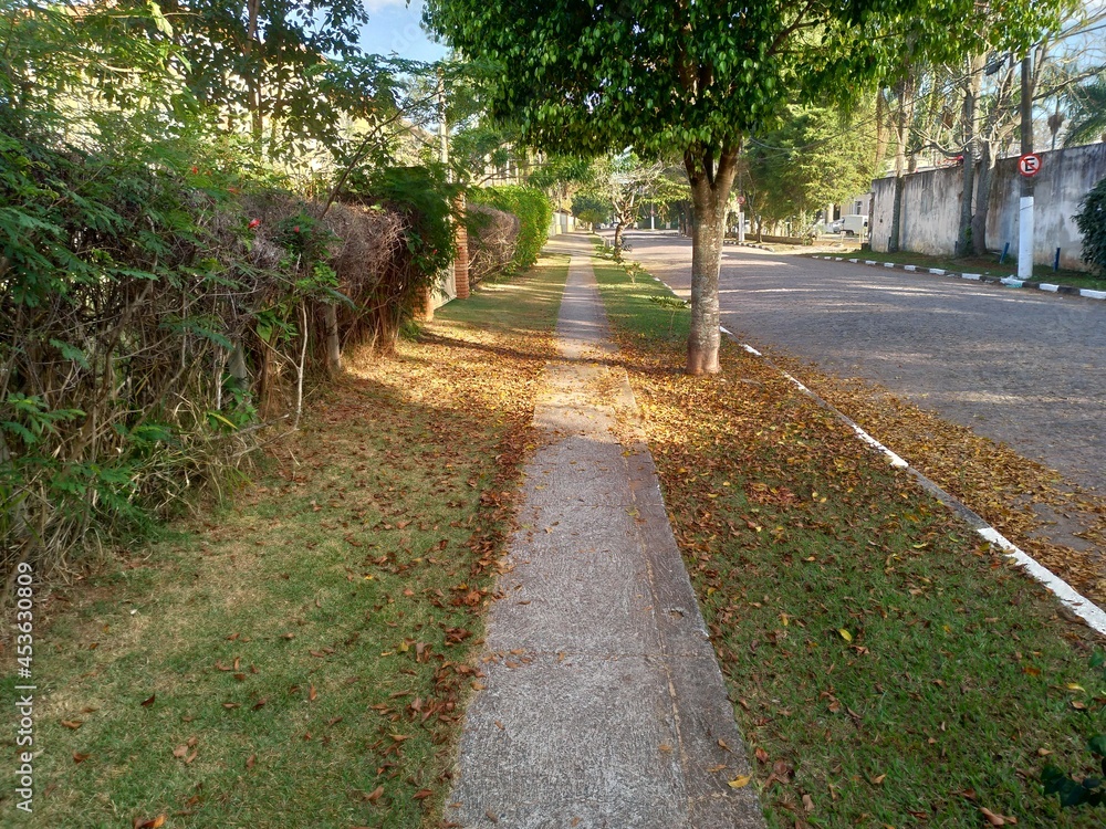 Golden leaves on the footpath