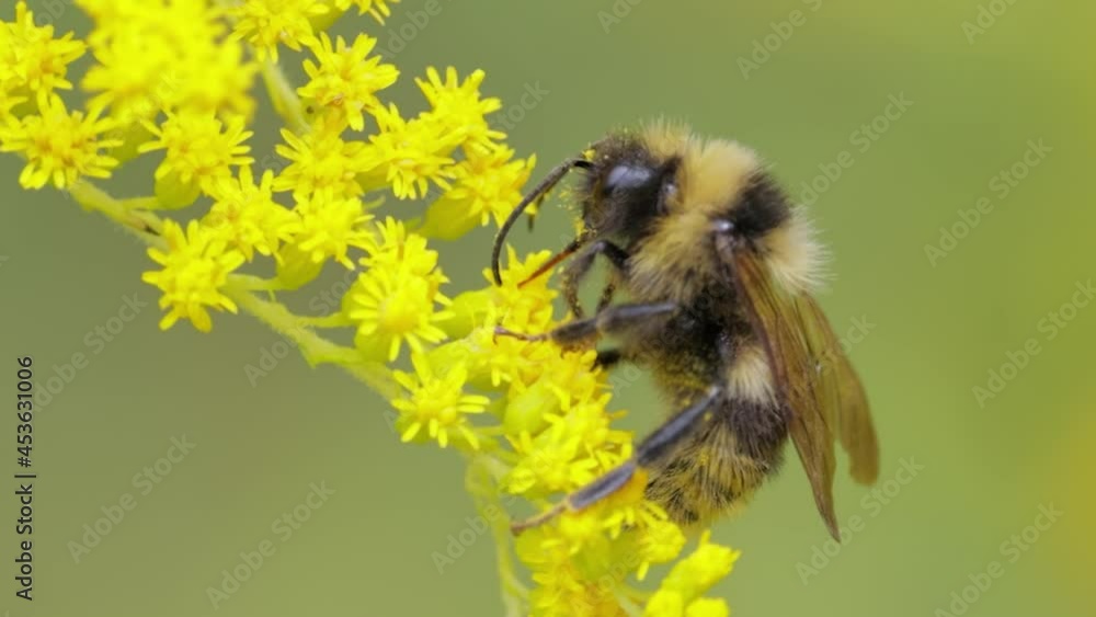 Shaggy Bumblebee pollinating and collects nectar from the yellow flower of the plant Shaggy Bumblebee pollinating and collects nectar from the yellow flower of the plant