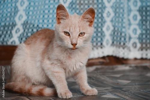 Fluffy domestic cat shows tongue. Cat with tongue out.