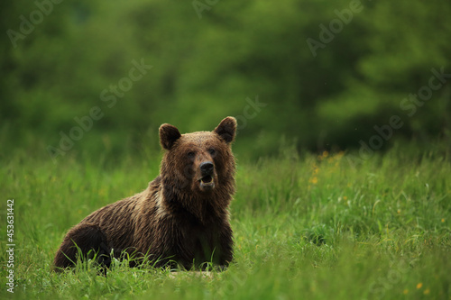 Brown bear