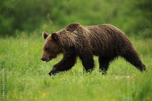 Brown bear