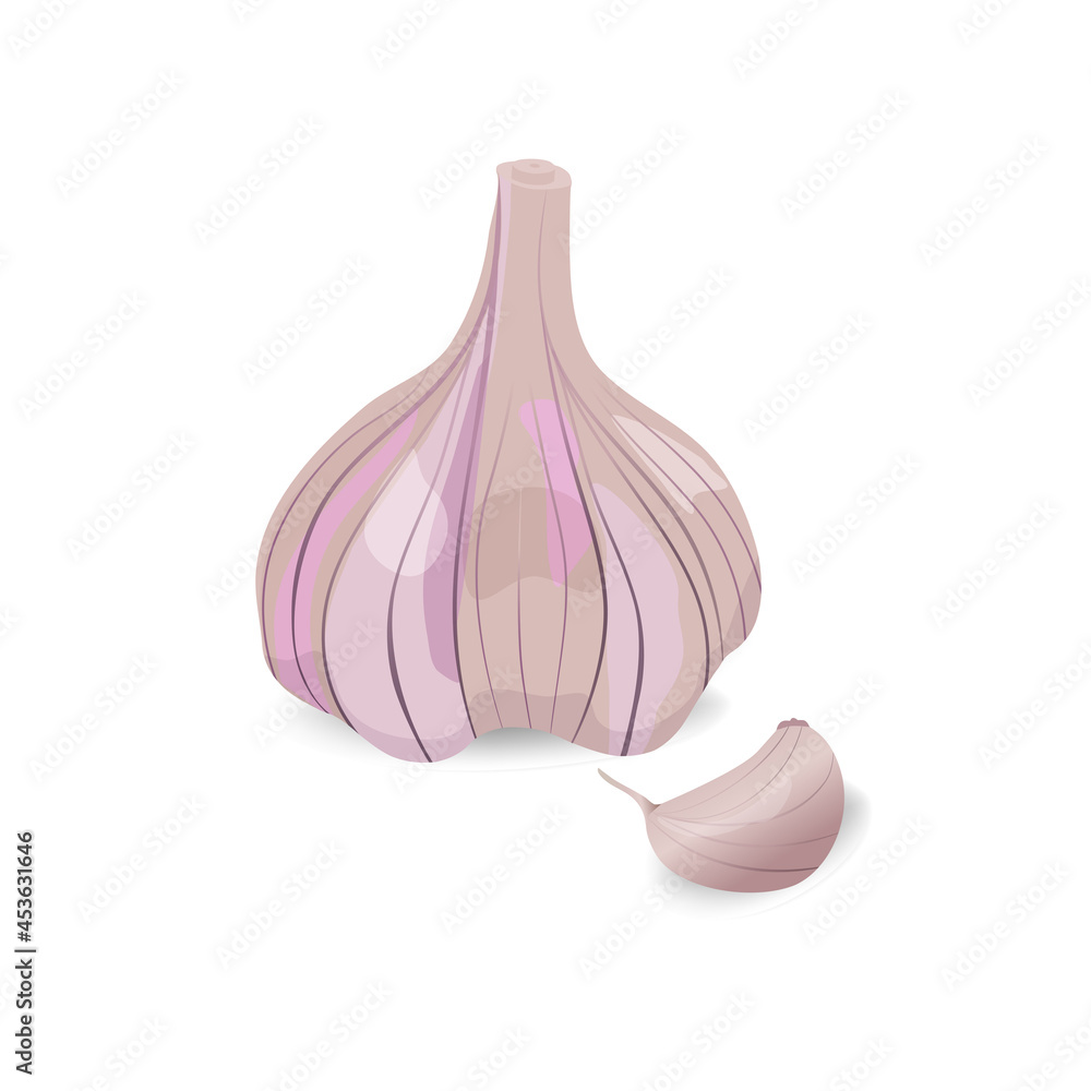 Garlic, realistic illustration closeup isolated on white background.