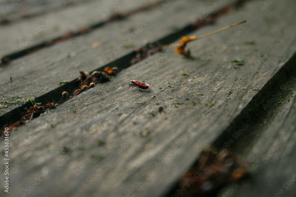 Fototapeta premium ant on a wood