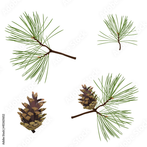 Conifer branches vector illustration set. Pine, spruce, fir tree branches and cones, winter nature on a white isolated background.