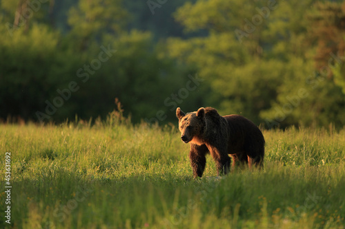 Brown bear