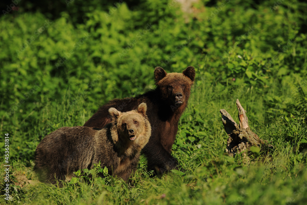 Obraz premium Twoo Brown bears