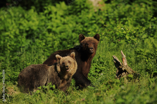 Twoo Brown bears © Vladimir