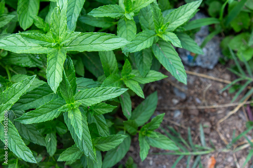 Wallpaper Mural Close-up photo of mint plants in the home garden. Torontodigital.ca