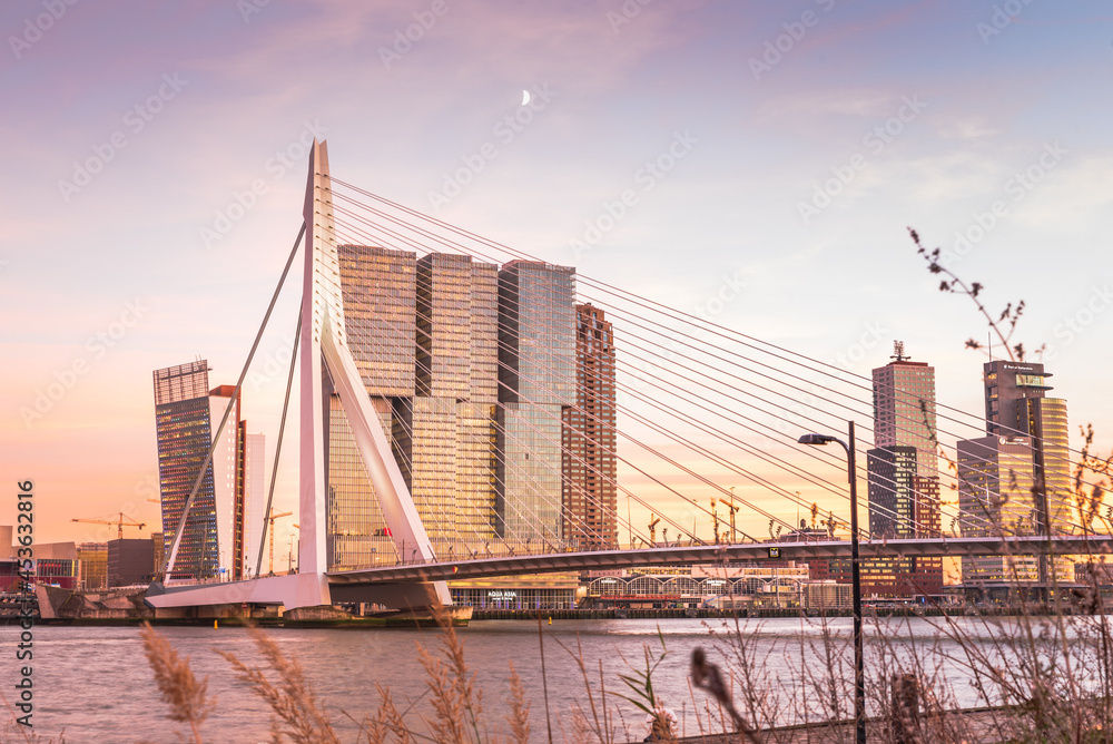 Cityscape _ Rotterdam