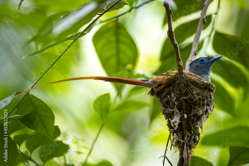 Flycatcher bird : adult male Asian paradise flycatcher (Trepsiphone paradisi) 