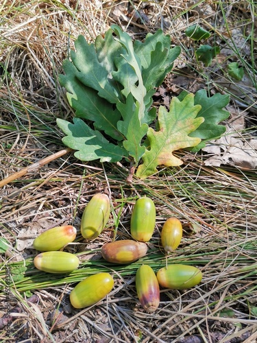 green acorn on the ground