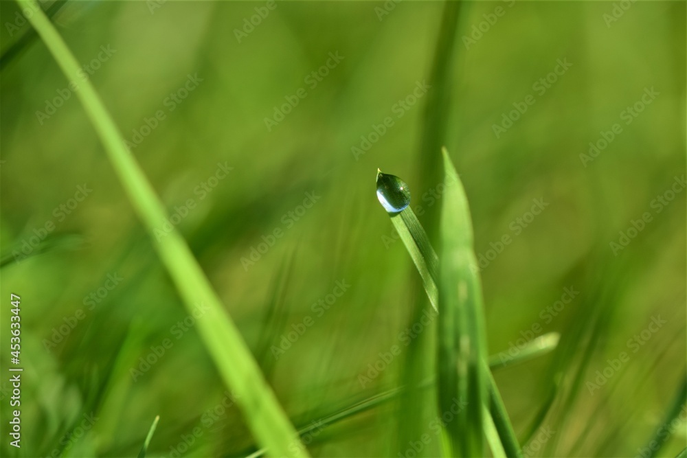Dew drop on blade of grass against a green blurred background