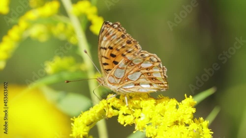 Butterfly Queen of Spain fritillary (Issoria lathonia) is a butterfly of the family Nymphalidae. These butterflies live in open areas, in dry lawns, agricultural wastelands and in extensive crops. photo