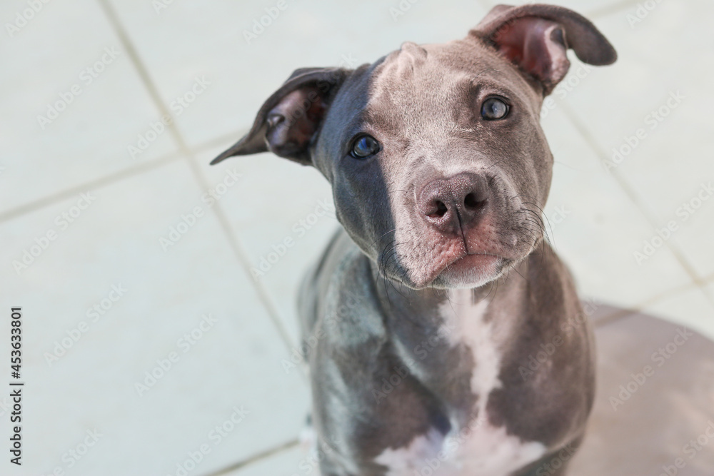 Close up of a puppy Pit Bull dog at home. Selective focus.