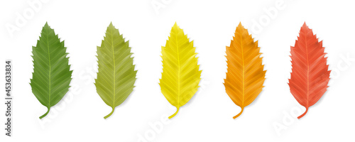 Leaf of hackberry (Celtis australis). Row of leaves of green, light green, yellow, orange and red isolated on white. Autumn season. Colorful symbol of autumn leaf fall. Plant object