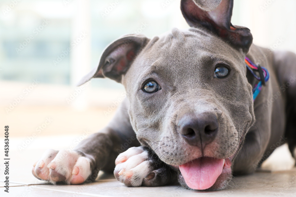 Close up of a puppy Pit Bull dog at home. Selective focus.