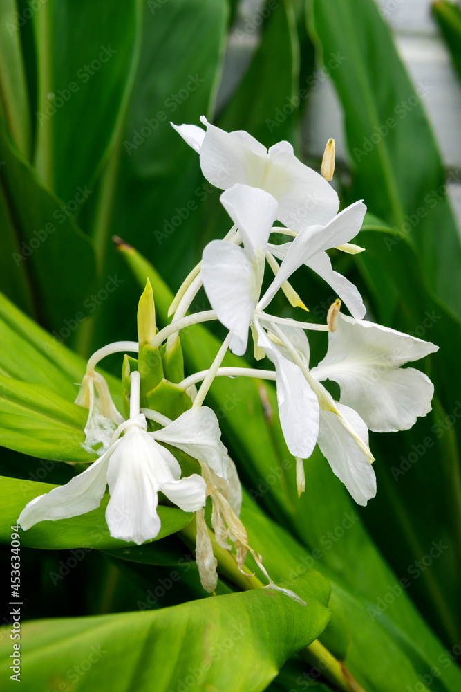 Very aromatic white flower, Hedychium coronarium, called butterfly, is the national flower of Cuba. Very aromatic white flower, Hedychium coronarium, called butterfly, is the national flower of Cuba.