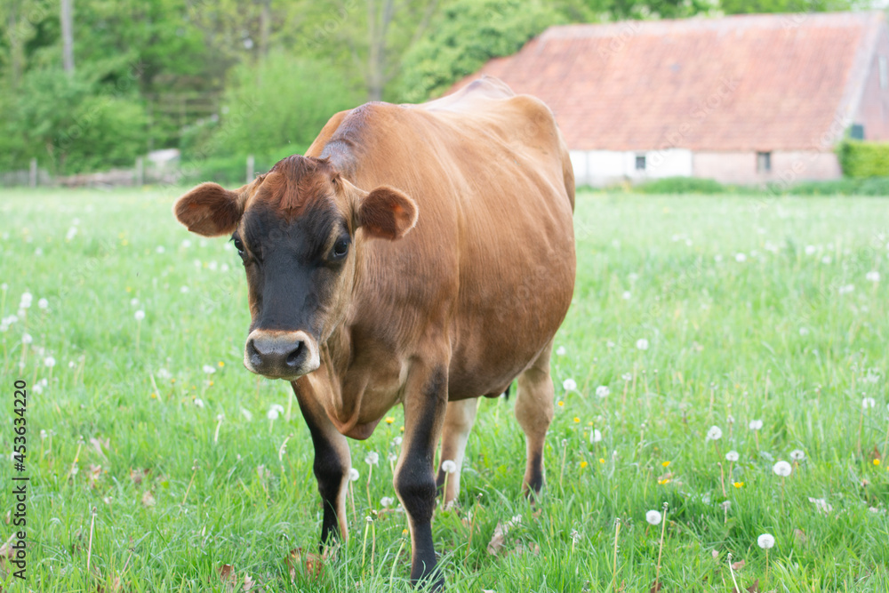 Jersey cow outside on meadow