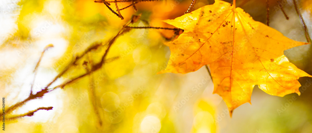 Beautiful maple leaves in autumn sunny day. Yellow leaves in autumn park on blurred background