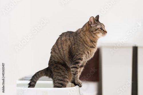 Fototapeta Naklejka Na Ścianę i Meble -  トイレ中のキジトラ猫