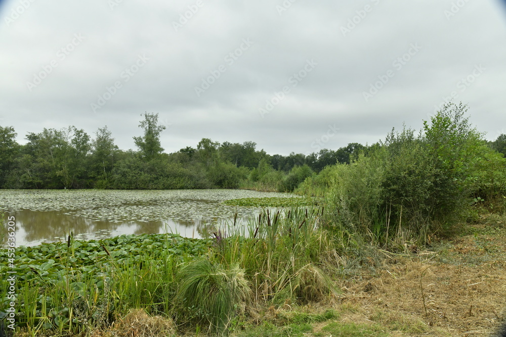 Etangs et marrais à la réserve naturelle du domaine provincial de Bokrijk au Limbourg Etangs et marrais à la réserve naturelle du domaine provincial de Bokrijk au Limbourg