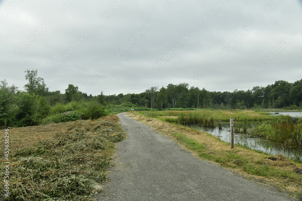 Route traversant la réserve naturelle du domaine provinciale de Bokrijk au Limbourg
Route traversant la réserve naturelle du domaine provinciale de Bokrijk au Limbourg