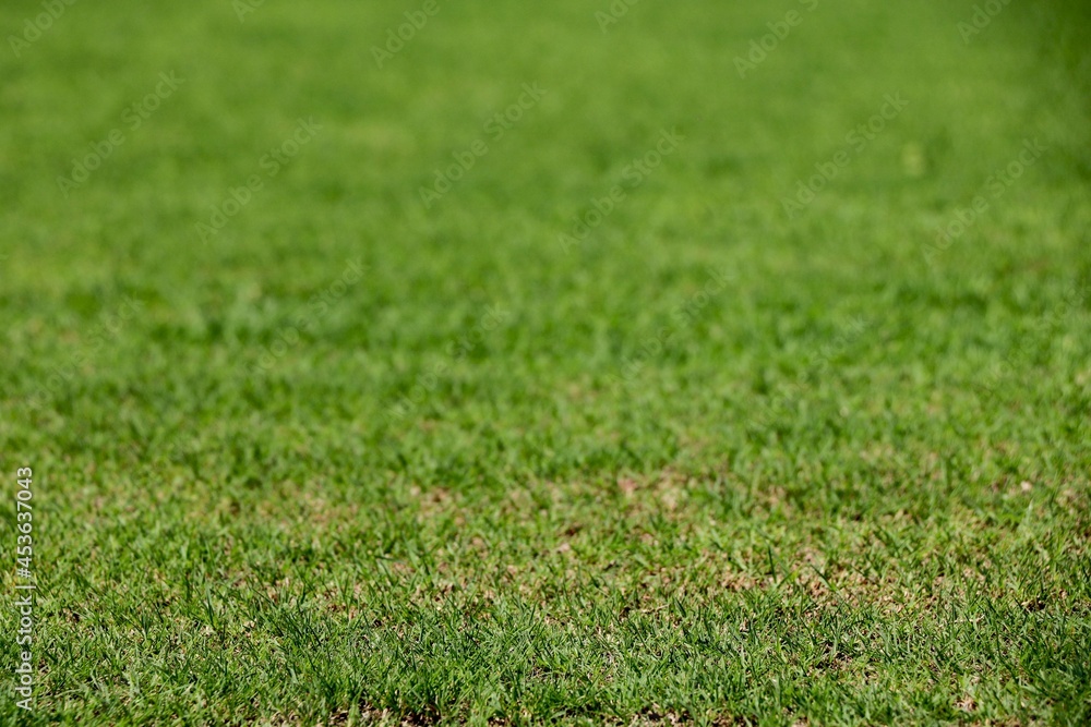 Field of fresh green grass texture as a background