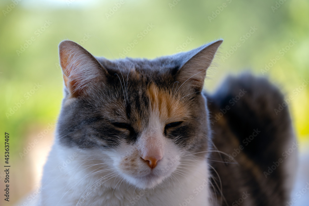 Fototapeta premium Portrait of a calico tricolor cat outside squinting, close-up
