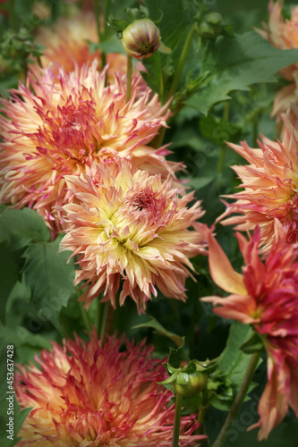 Fimbriated Orange Dahlias Outdoor photo