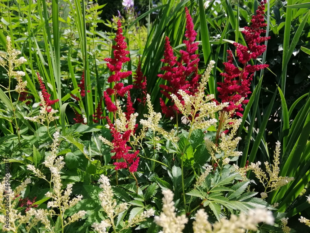 a delicate beautiful rare blooming red and white fluffy Astilbe on park background on a flower bed. Floral Wallpaper a delicate beautiful rare blooming red and white fluffy Astilbe on park background on a flower bed. Floral Wallpaper