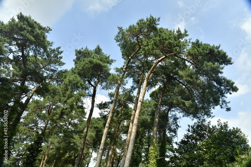 Les arbres penchés à l'arboretum de Bokrijk au Limbourg 