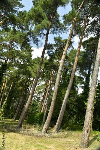 Les arbres penchés à l'arboretum de Bokrijk au Limbourg 