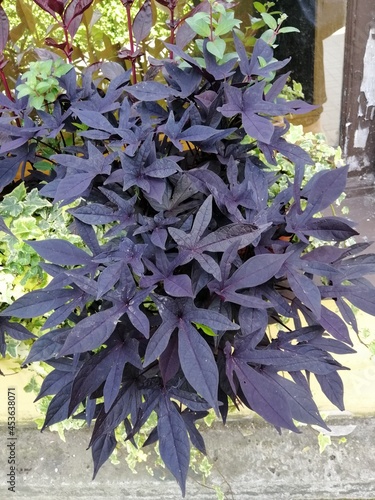 beautiful unusual ipomoea batatas flower with dark purple eggplant leaves close up. floral wallpaper photo