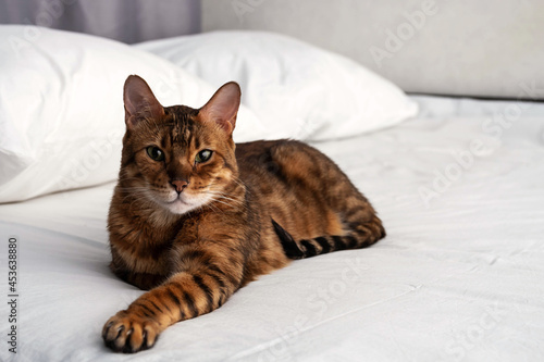 Cute purebred bengal cat resting and lying on bed. Portrait of adorable pet at home.