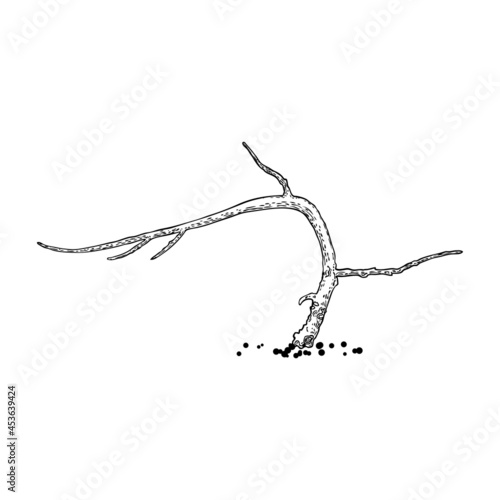 Naked tree. Hand drawn isolated shape of the tree stem without leaves or needles. Winter season tree or dead old plant after fire. Dropped sick or burnt dry foliage. Vector.