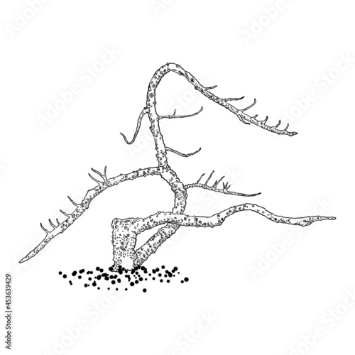 Naked tree. Hand drawn isolated shape of the tree stem without leaves or needles. Winter season tree or dead old plant after fire. Dropped sick or burnt dry foliage. Vector.