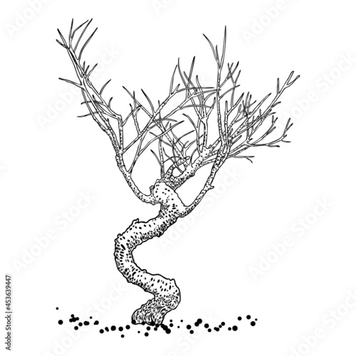 Naked tree. Hand drawn isolated shape of the tree stem without leaves or needles. Winter season tree or dead old plant after fire. Dropped sick or burnt dry foliage. Vector.