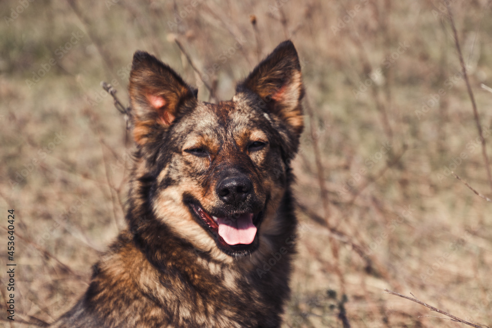Cute playful brown dog with tongue sticking out or pet basking in the sun in the park Cute playful brown dog with tongue sticking out or pet basking in the sun in the park