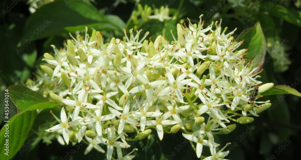 White dogwood flowers blooming in the garden on green leaves background, closeup White dogwood flowers blooming in the garden on green leaves background, closeup