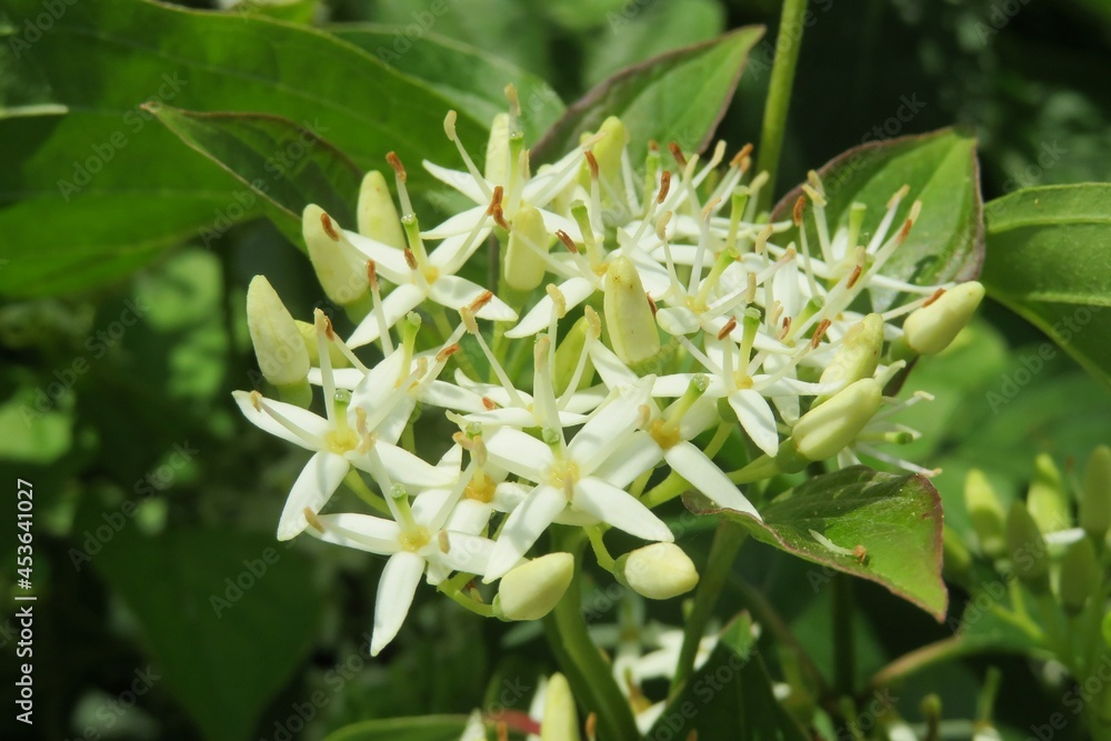 White dogwood flowers blooming in the garden in fresh green leaves background, closeup White dogwood flowers blooming in the garden in fresh green leaves background, closeup