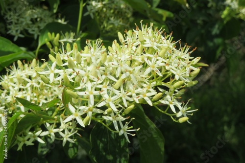 Beautiful white dogwood flowers in the garden, closeup photo