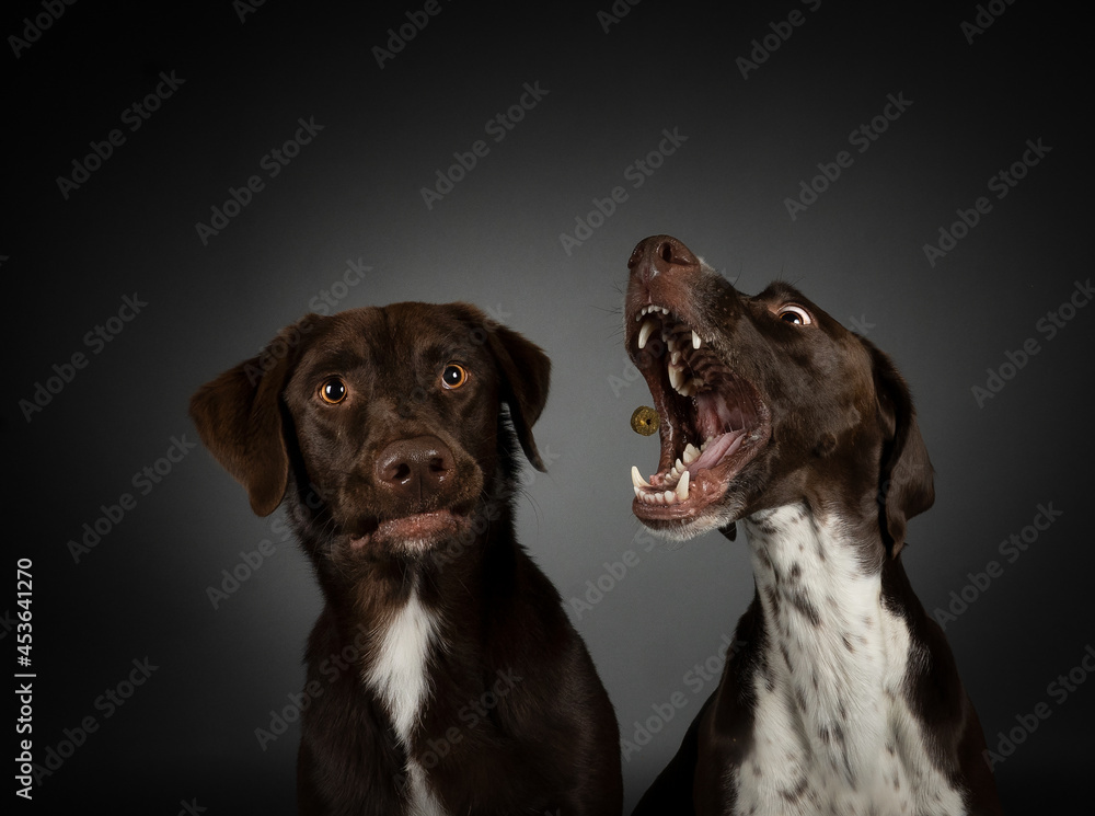 Schnappfoto Fangfogo Leckerli werfen