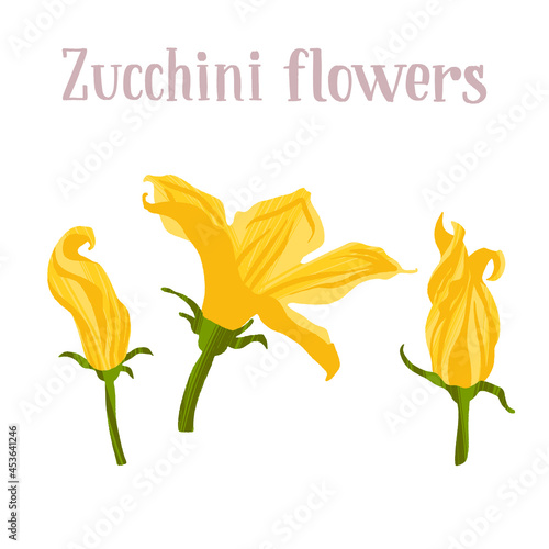 Young yellow zucchini flowers. Different inflorescences courgette.