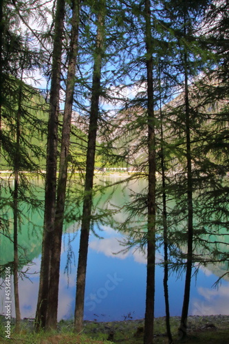 Alberi e lago di Livigno, Italia, Trees and lake of Livigno, Italy 